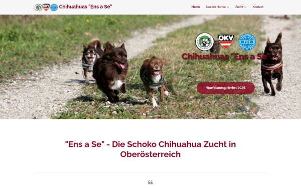 my-chihuahua.at