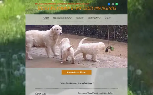 www.goldies-vom-ziegelberg.de