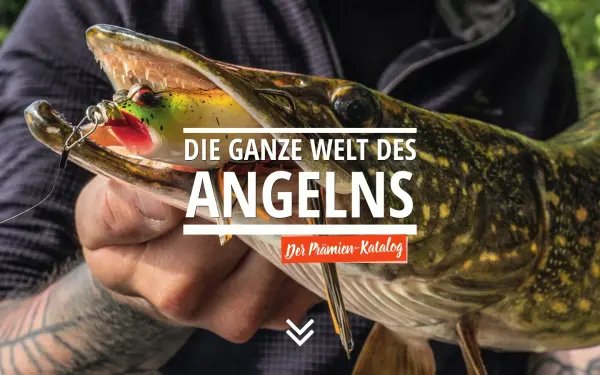 www.angeltitel.de