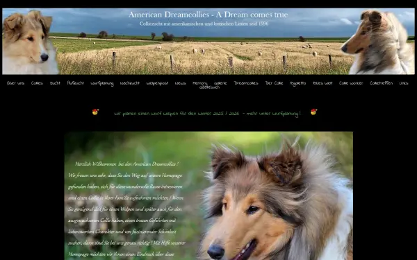 www.american-dreamcollies.de