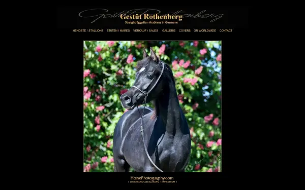 araber-pferde.de