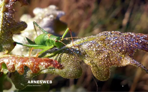 arnesweb.de