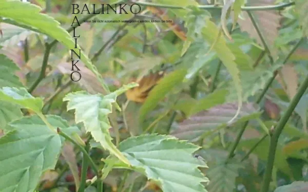 balinko.de
