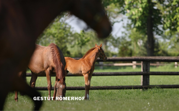 www.gestuet-roemerhof.de