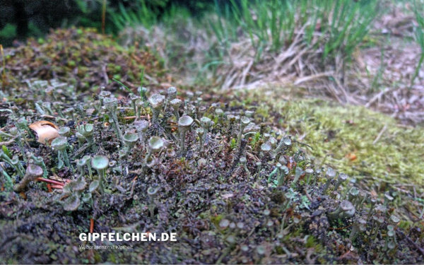 gipfelchen.de