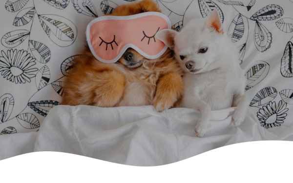 www.mini-yorki.de