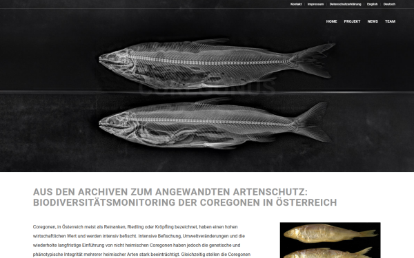 coregonus.at