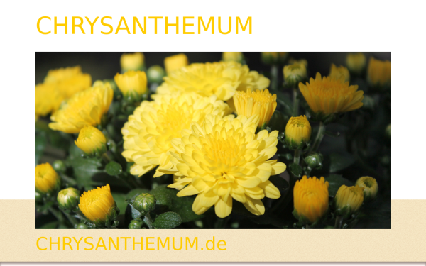 www.chrysanthemum.de