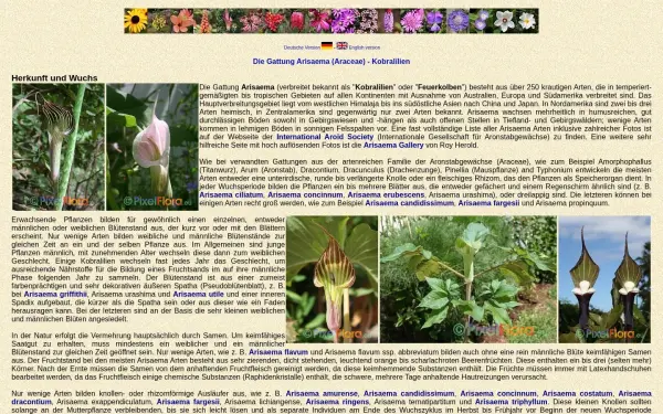 arisaema.de