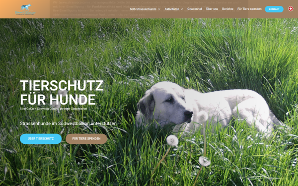 www.straycoco.com