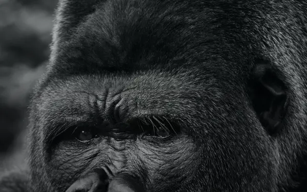 gorilla-recruiting.de
