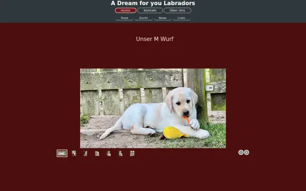 www.a-dream-for-you-labradors.de