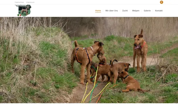 puck-fair-irishterrier.de