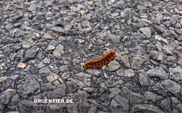www.gruentier.de