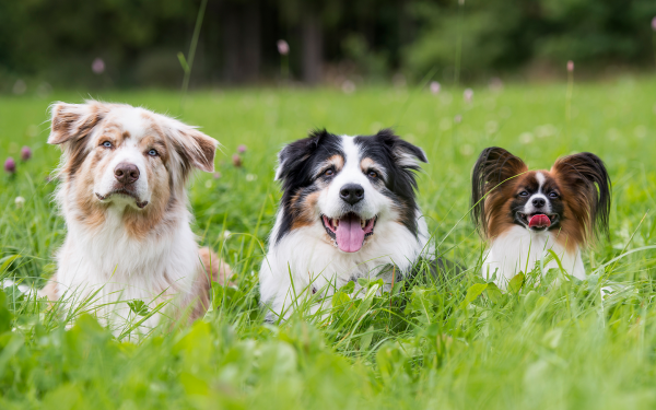 dinidogs.de