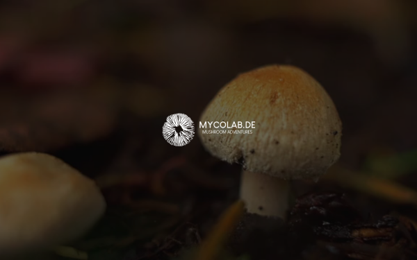 mycolab.de