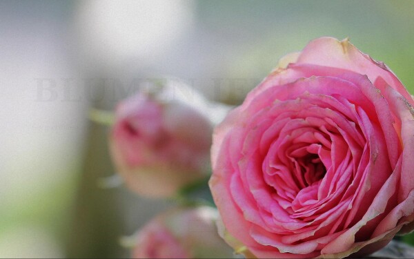 blumen-jentsch.de