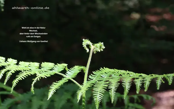 www.ahlwarth-online.de