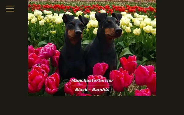 manchester-terrier-black-bandits.de