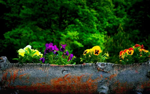 www.gartenbau-golnik.de