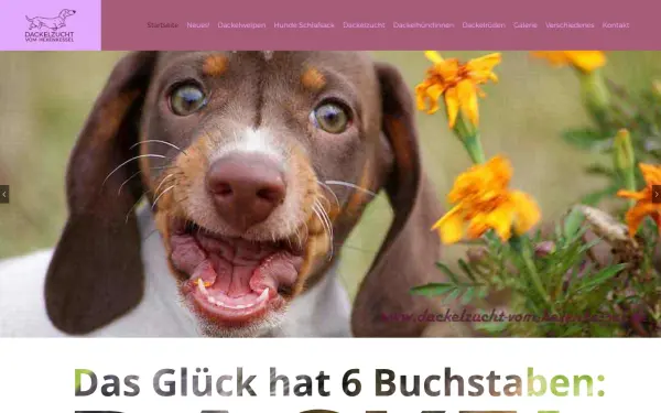 www.dackelzucht-vom-hexenkessel.de