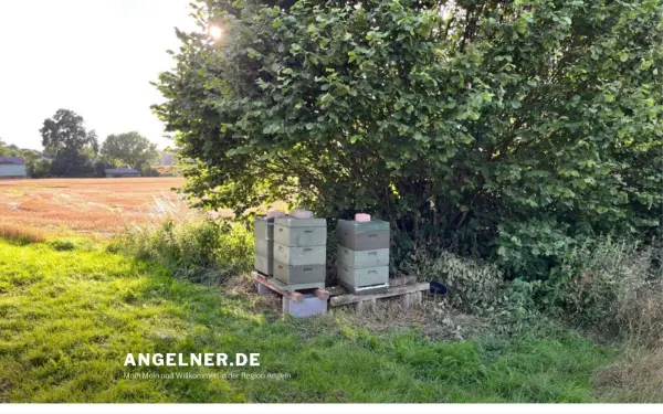 www.angelner.de