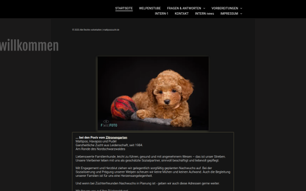 www.maltipoozucht.de