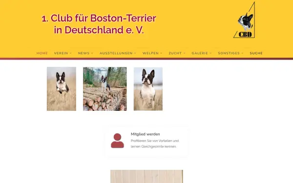 boston-terrier.de