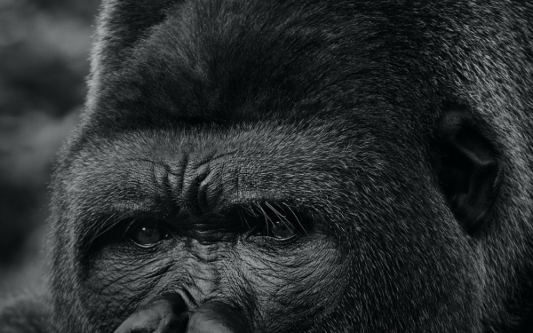 gorilla-recruiting.de