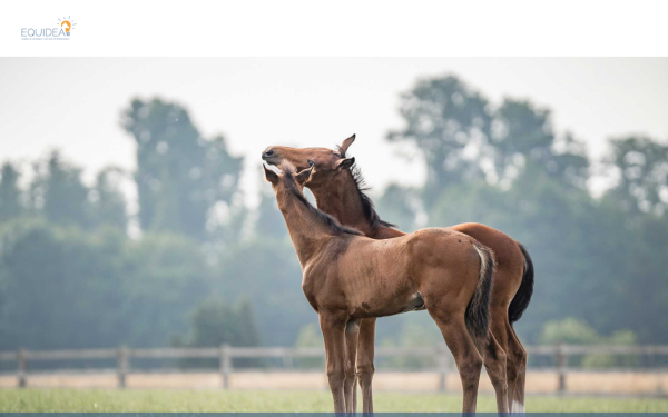 equidea.horse