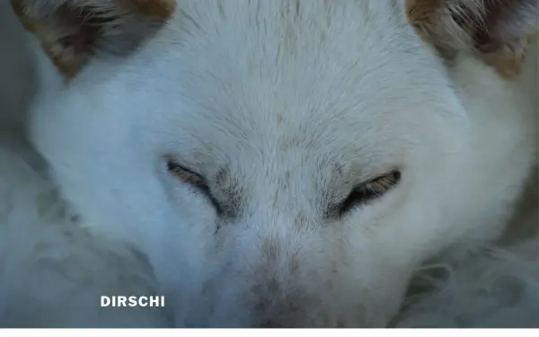 dirschi.de