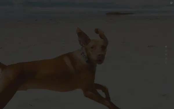 magyar-vizsla-info.de