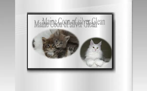 maine-coon-of-silver-glean.de