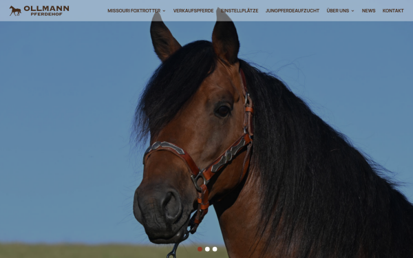 www.missouri-foxtrotter.com