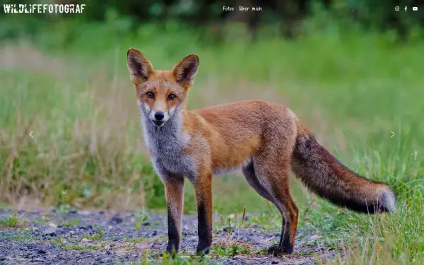www.wildlifefotograf.com