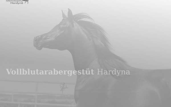 www.gestuet-hardyna.de
