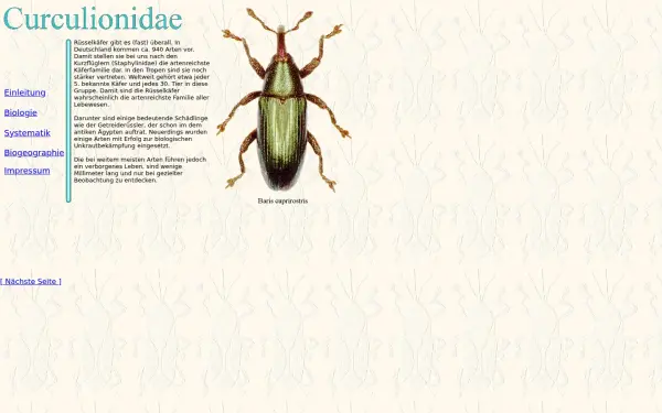 curculionidae.de