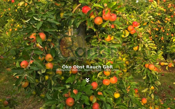 oekoobstrauch.de