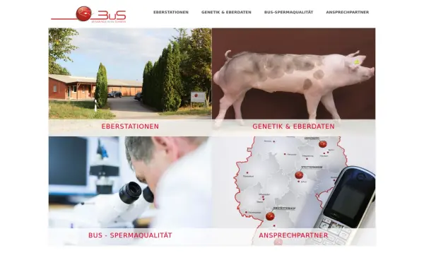 www.besamungsunion-schwein.de