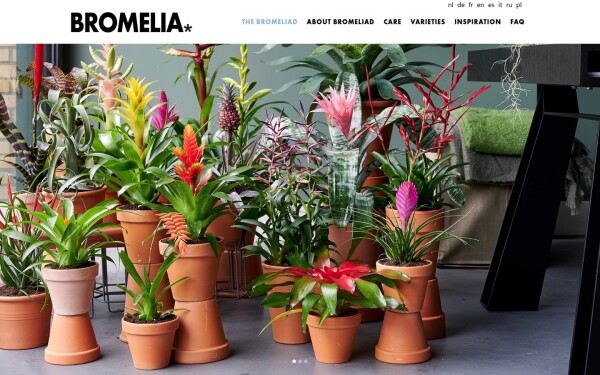bromelia.info