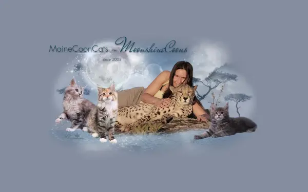 www.maine-coon-babys.com